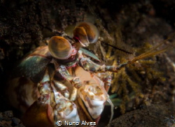 Mantis shrimp's eyes by Nuno Alves 